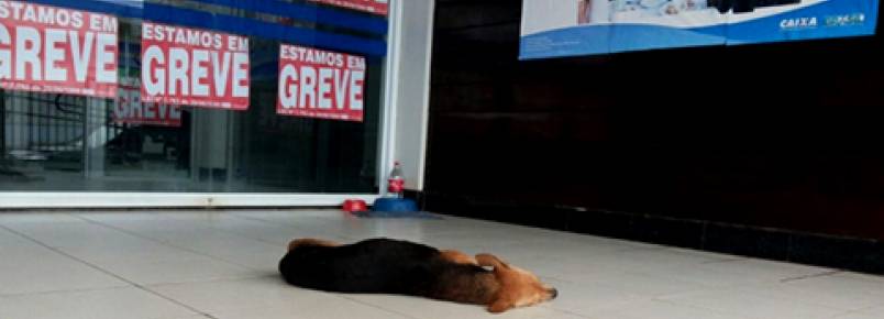 Funcionrios de banco ajudam cachorros de rua em Ji-Paran